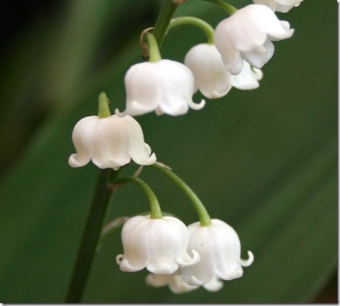 Finland - Lily-of-the-valley