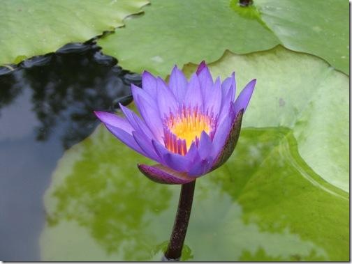 lotus Egypt flower
