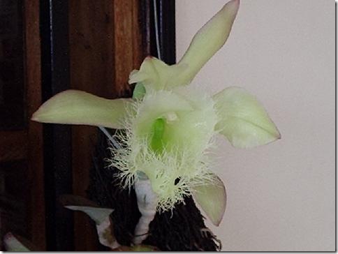 Orchid-Brassavola_digbiana