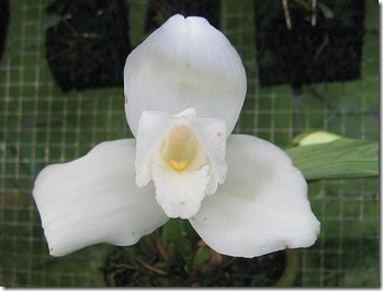 White Nun Orchid